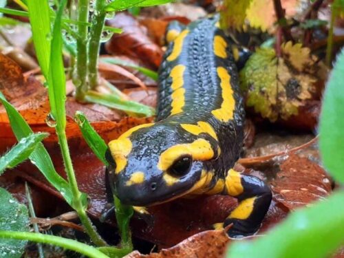 Photo de face d’une salamandre aux Cabanes du Loup Bleu