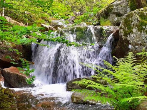 Le ruisseau de Ravisinié au printemps, à proximité des Cabanes du Loup Bleu