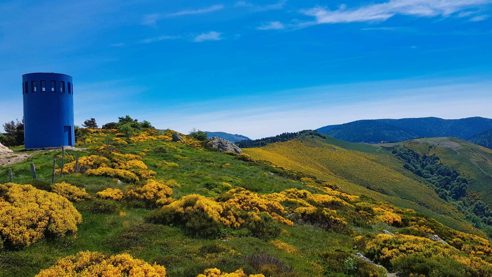 Massif du Tanargue en Ardèche au printemps, avec les genêts en fleurs