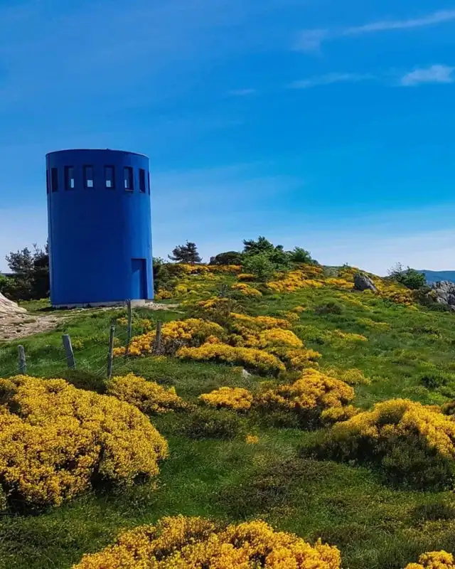Phare bleu au milieu des genêts en fleurs sur le massif du Tanargue, en Ardèche, au printemps